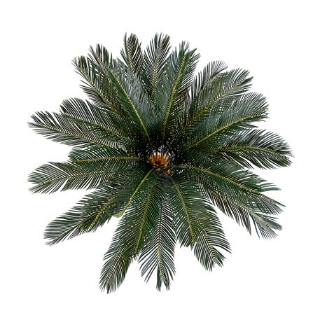 ต้นปรงประดิษฐ์ SPRING 93 ซม._1