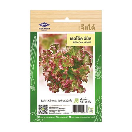 เมล็ดพันธุ์เรดโอ๊ควีนัส ตราเจียไต๋