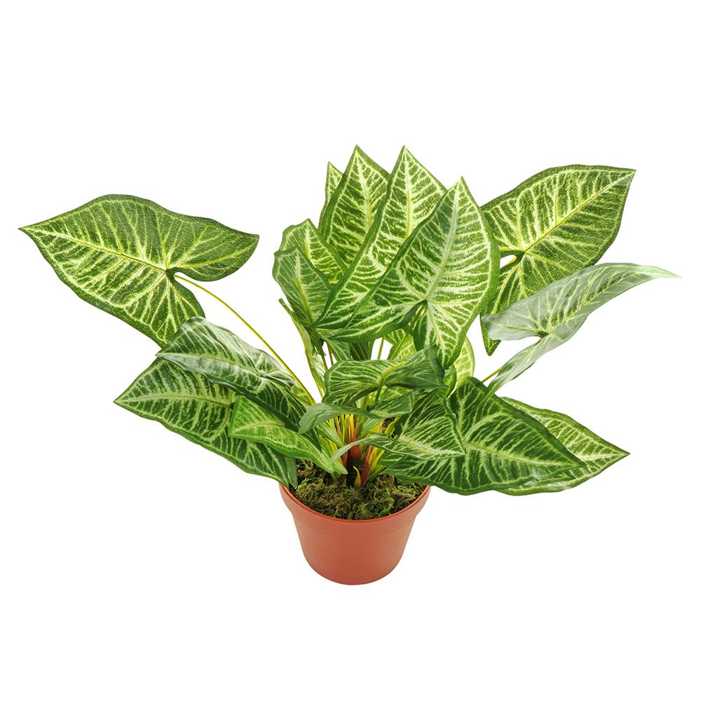 ต้นว่านเงินไหลมา SPRING 37 ซม.