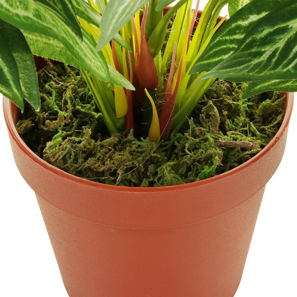 ต้นว่านเงินไหลมา SPRING 37 ซม.