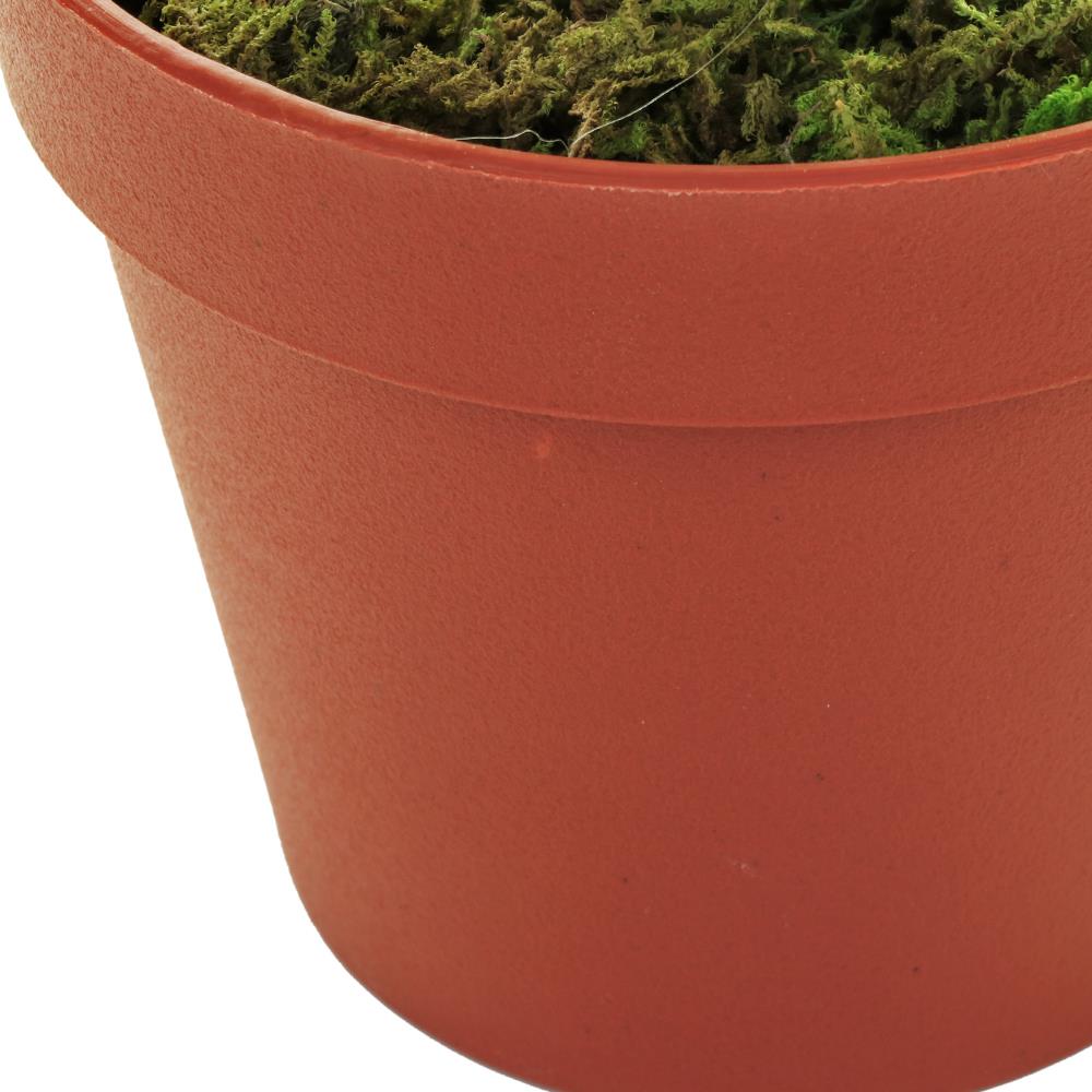 ต้นว่านเงินไหลมา SPRING 37 ซม.