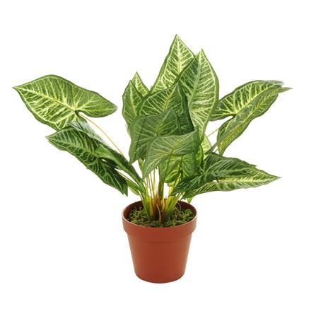 ต้นว่านเงินไหลมา SPRING 37 ซม._0