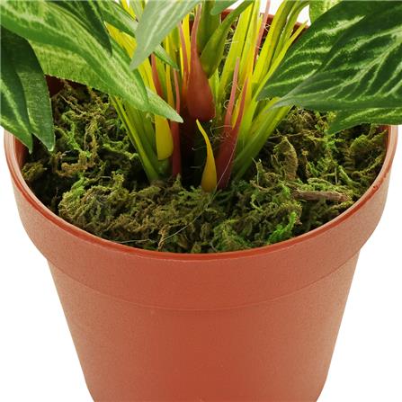 ต้นว่านเงินไหลมา SPRING 37 ซม._2