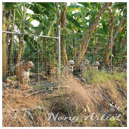 ตาข่ายถักปม เทวดา 12 เส้น 1.65x100 ม._5