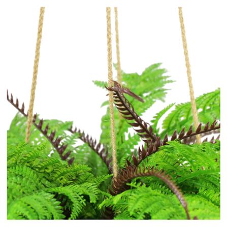 กระเช้าเฟิร์นประดิษฐ์ SPRING TY-H03_2