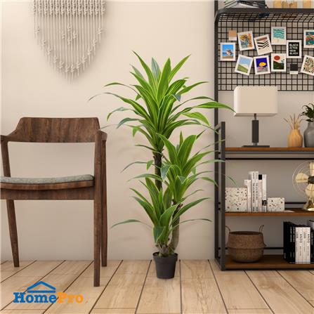 ต้นวาสนาประดิษฐ์ SPRING 160 ซม._5