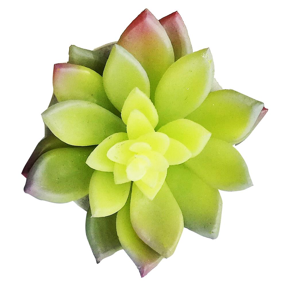 ไม้อวบน้ำในกระถางเซรามิค SPRING 01