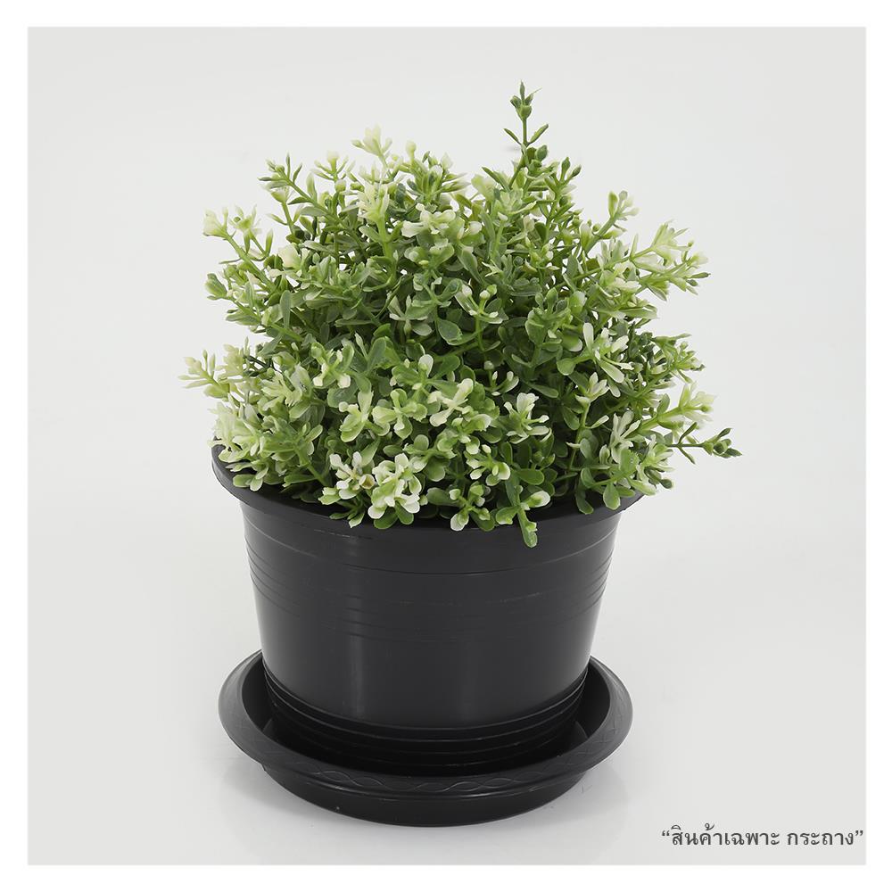 กระถางต้นไม้ SPRING 6 นิ้ว สีดำ