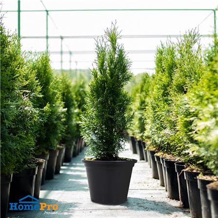 กระถางต้นไม้ SPRING 11 นิ้ว สีดำ_3