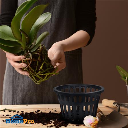 กระถางกล้วยไม้ SPRING 8 นิ้ว สีดำ 1 ใบ_3