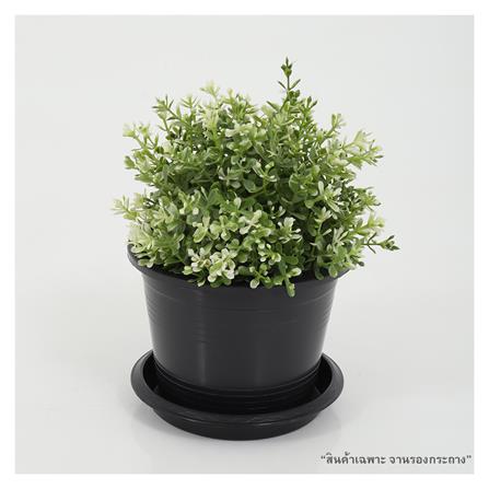 จานพลาสติก รองกระถาง SPRING 6 นิ้ว สีดำ_2