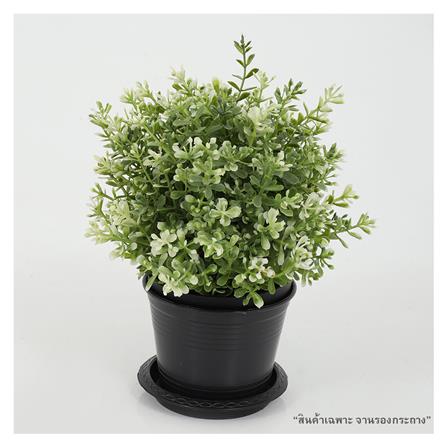 จานพลาสติก รองกระถาง SPRING 4 นิ้ว สีดำ_2