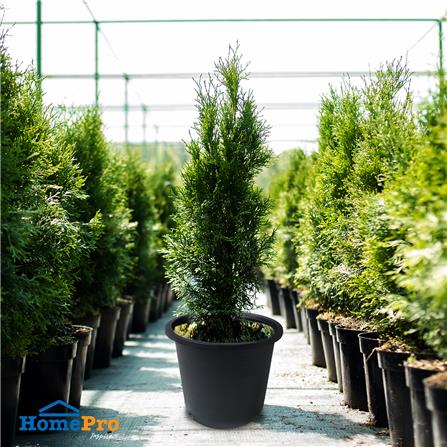 กระถางพลาสติก SPRING A17 สีดำ_4