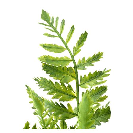 ต้นไม้ประดิษฐ์ใบเขียว SPRING TYP-01C_1