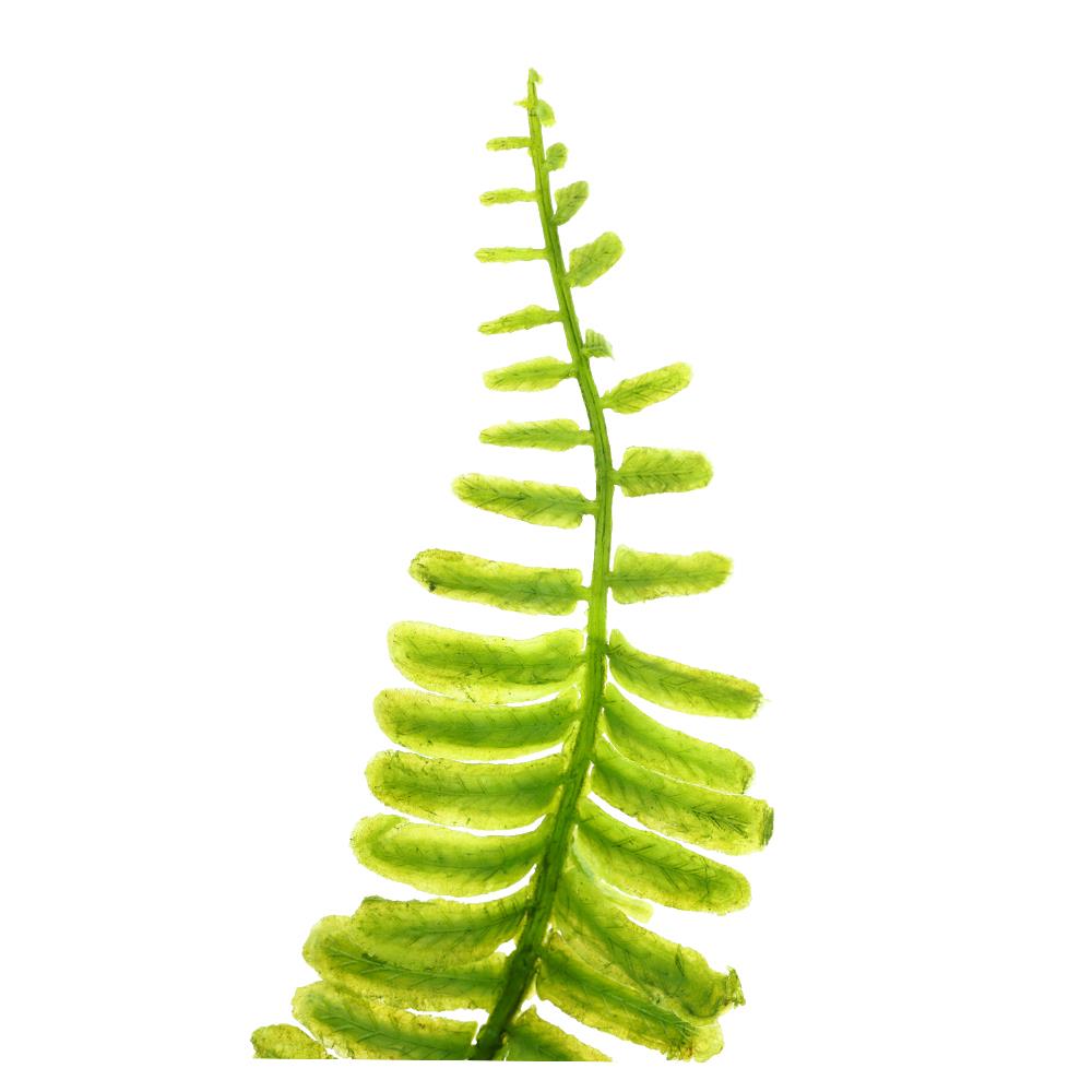 ต้นไม้ประดิษฐ์ใบเขียว SPRING TYP-01B