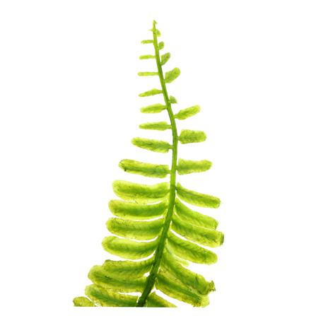 ต้นไม้ประดิษฐ์ใบเขียว SPRING TYP-01B_1