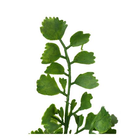 ต้นไม้ประดิษฐ์ใบเขียว SPRING TYP-01A_1