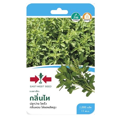 กะเพราเขียว กลิ่นไท ศรแดง_0