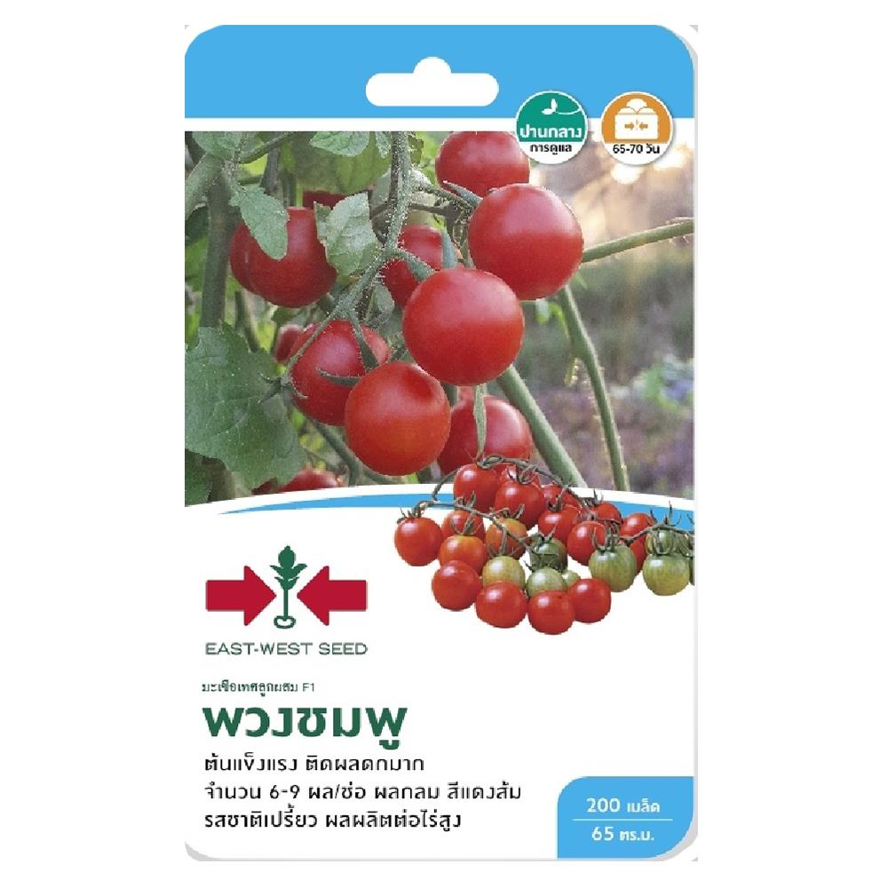 ถั่วลันเตา เวียงพิงค์ ศรแดง