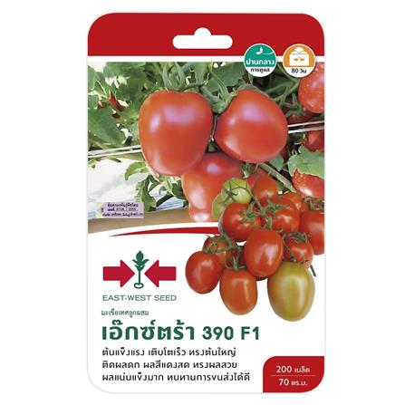 มะเขือเทศลูกใหญ่ F1 เอ็กซ์ตร้า390 ศรแดง