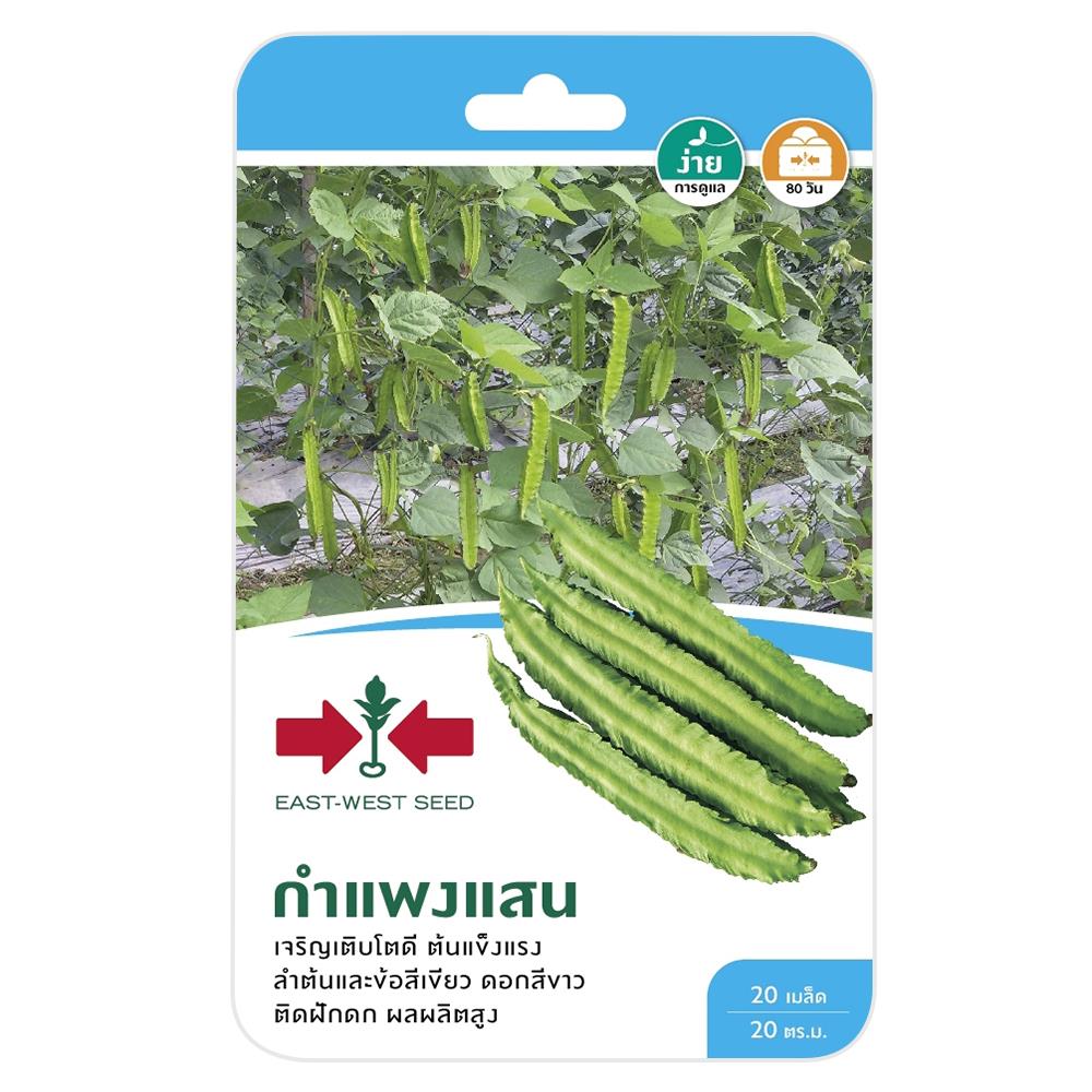 ถั่วพูกำแพงแสน ศรแดง