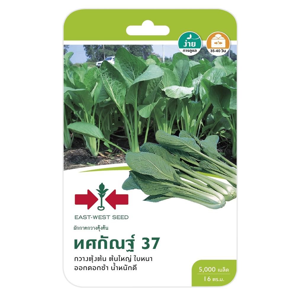 ผักกาดกวางตุ้งต้นทศกัณฐ์ ศรแดง