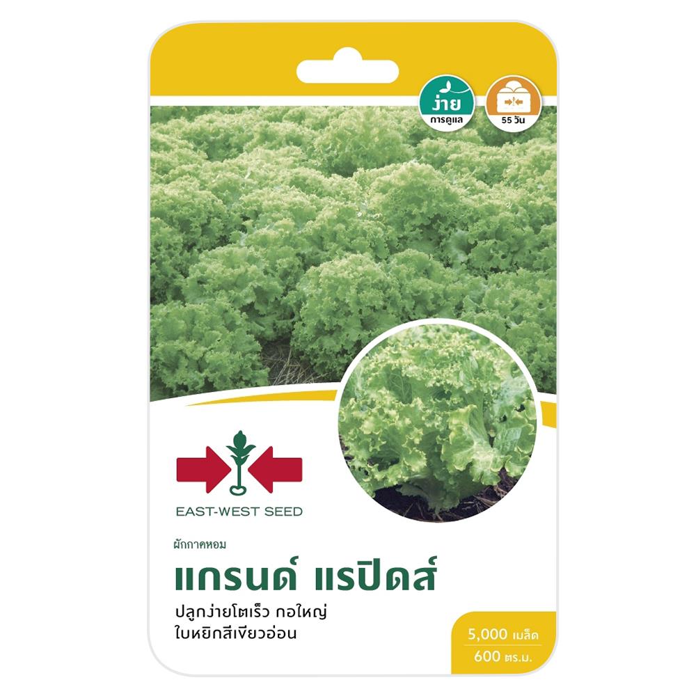 ผักกาดหอมแกรนด์ แรปิดส์ ศรแดง