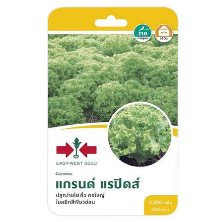 ผักกาดหอมแกรนด์ แรปิดส์ ศรแดง