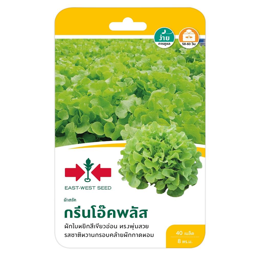 ผักกาดหอม(ผักสลัด) กรีนโอ๊คพลัส ศรแดง