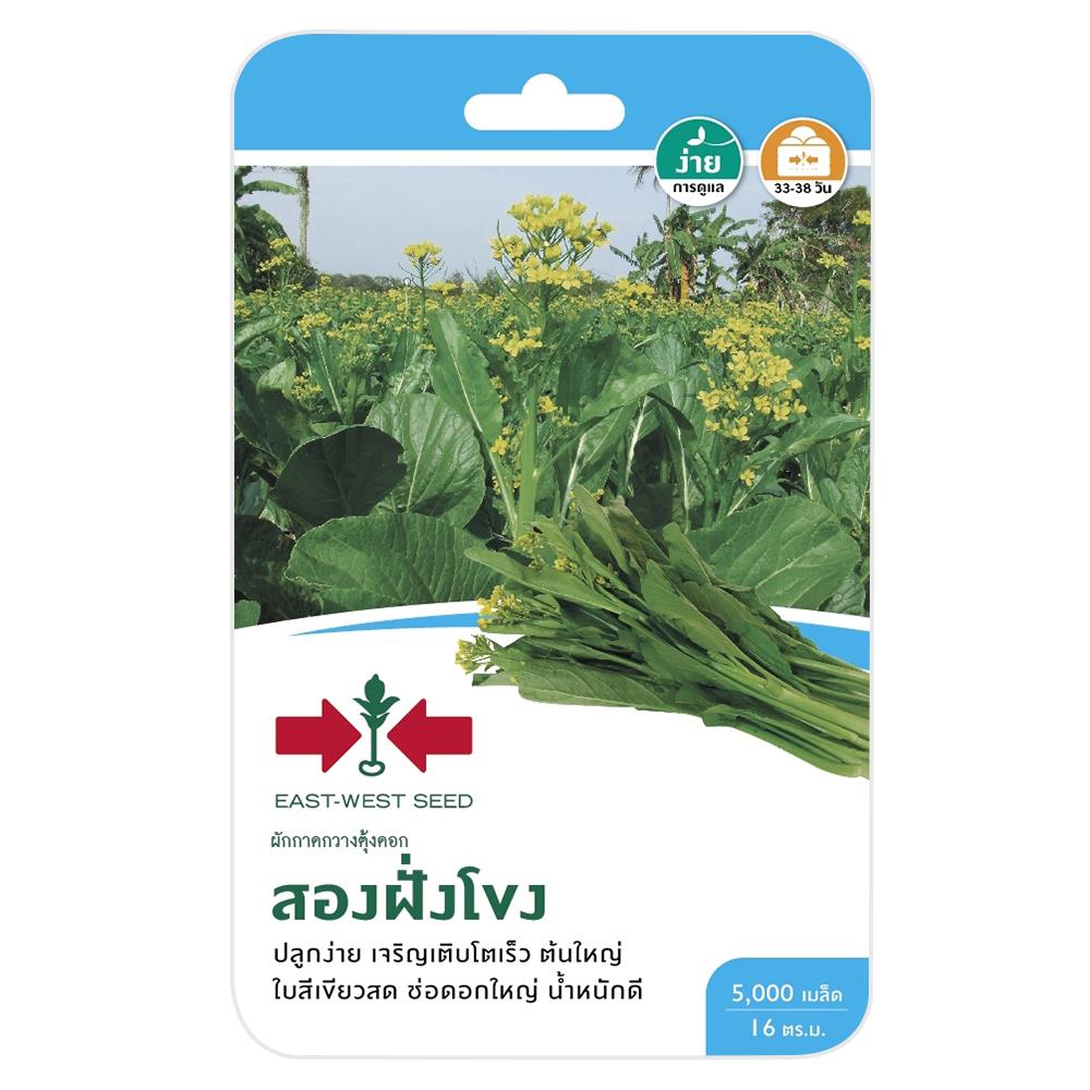 ผักกาดกวางตุ้งดอกสองฝั่งโขง ศรแดง