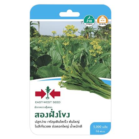 ผักกาดกวางตุ้งดอกสองฝั่งโขง ศรแดง