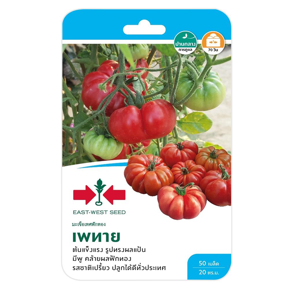 มะเขือเทศฟักทอง เพทาย ศรแดง