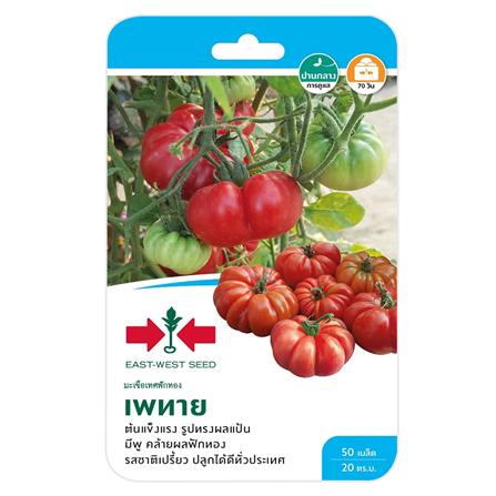 มะเขือเทศฟักทอง เพทาย ศรแดง