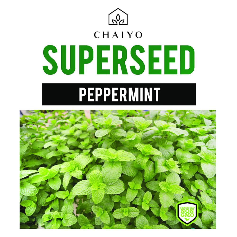 เมล็ดพันธุ์เปปเปอร์มินต์ ชัยโย 40 เมล็ด
