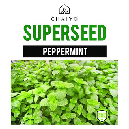 เมล็ดพันธุ์เปปเปอร์มินต์ ชัยโย 40 เมล็ด_0