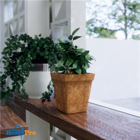 กระถางใยมะพร้าว SPRING 6 นิ้ว สีน้ำตาล_6