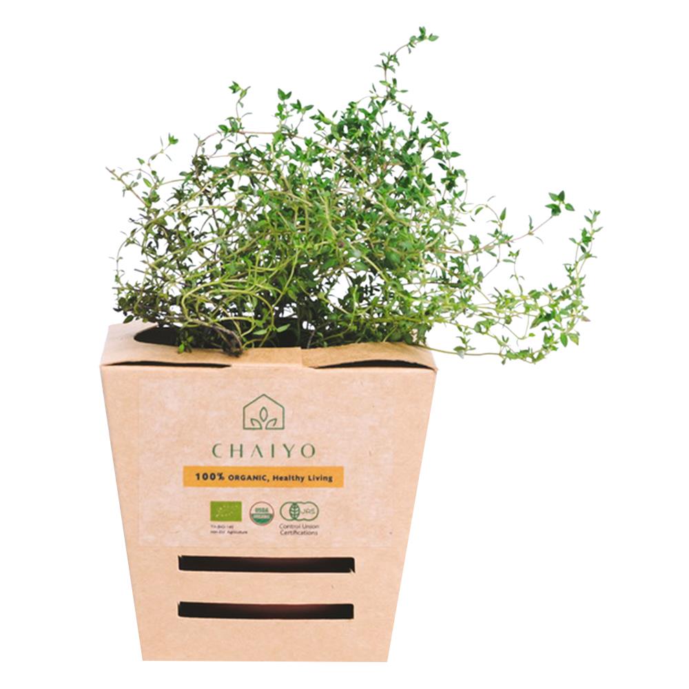 ต้นสมุนไพร ไธม์ ชัยโย