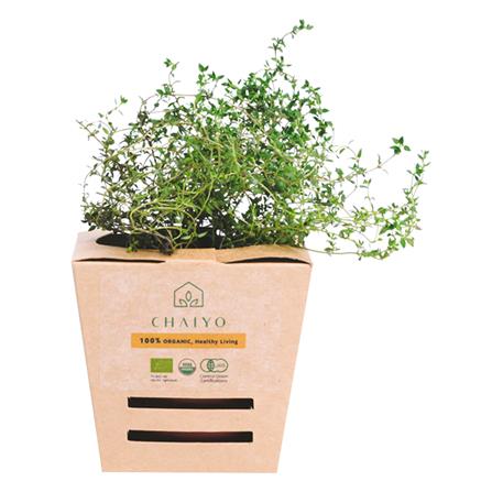 ต้นสมุนไพร ไธม์ ชัยโย_0