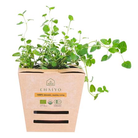 ต้นสมุนไพร ออริกาโน ชัยโย_0