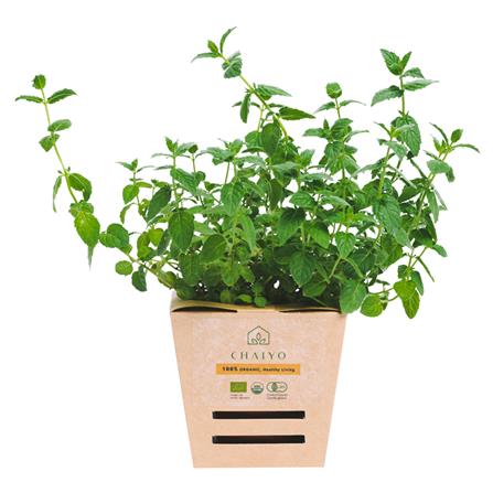 ต้นสมุนไพร เปปเปอร์มินต์ ชัยโย_0