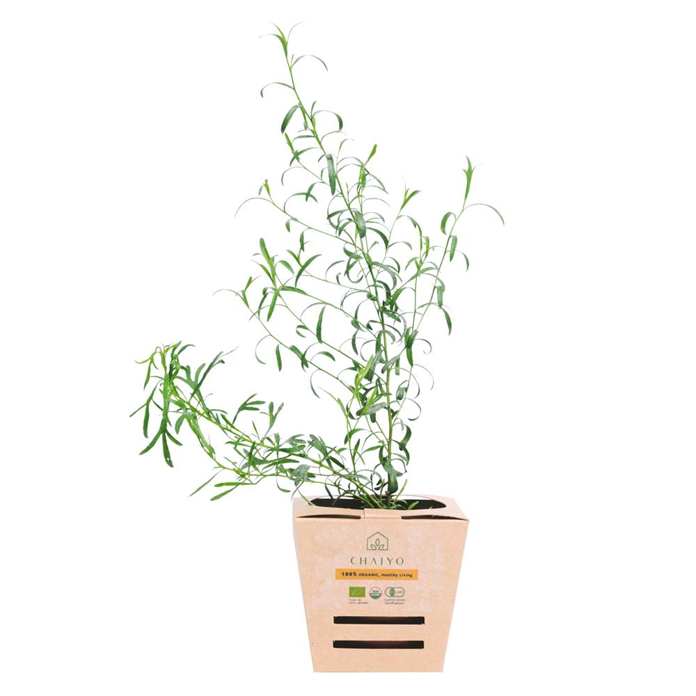 ต้นสมุนไพร ทาร์รากอน ชัยโย