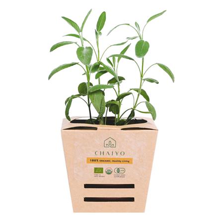 ต้นสมุนไพร เสจ ชัยโย_0