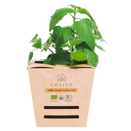 ต้นสมุนไพร กัญชาแมว ชัยโย_0