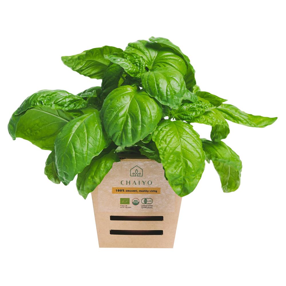 ต้นสมุนไพร โหระพาอิตาเลี่ยน ชัยโย