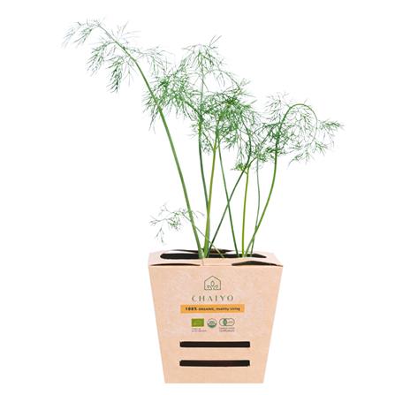 ต้นสมุนไพร ผักชีลาว ชัยโย_0