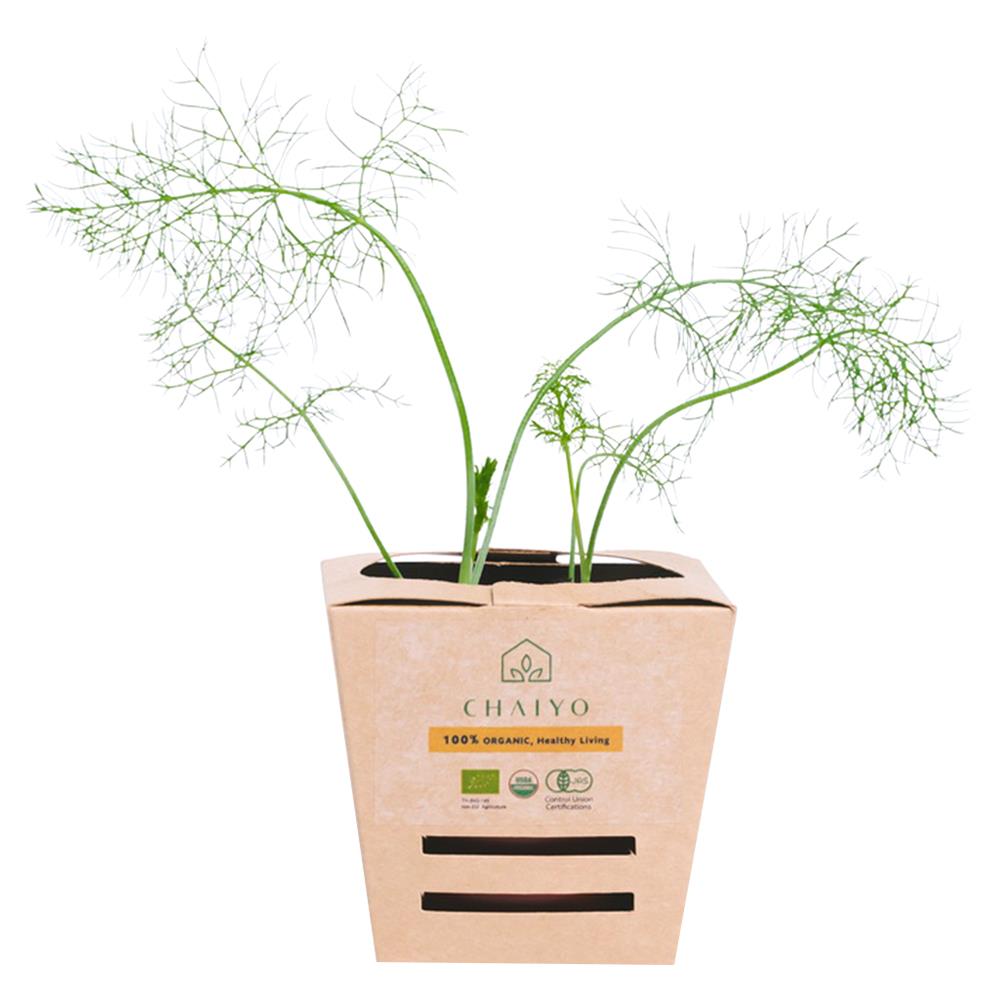 ต้นสมุนไพร เฟนเนล ชัยโย