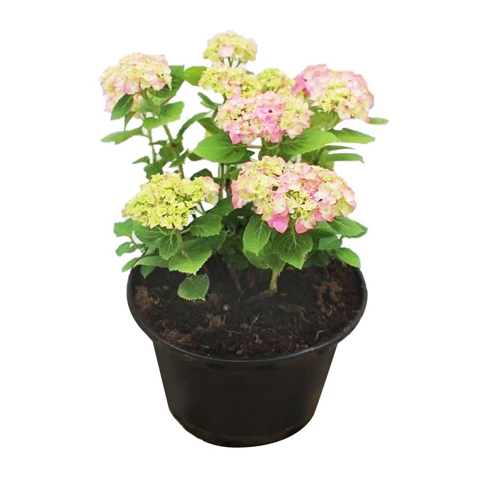 ต้นไฮเดรนเยีย โรสิตา ชัยโย