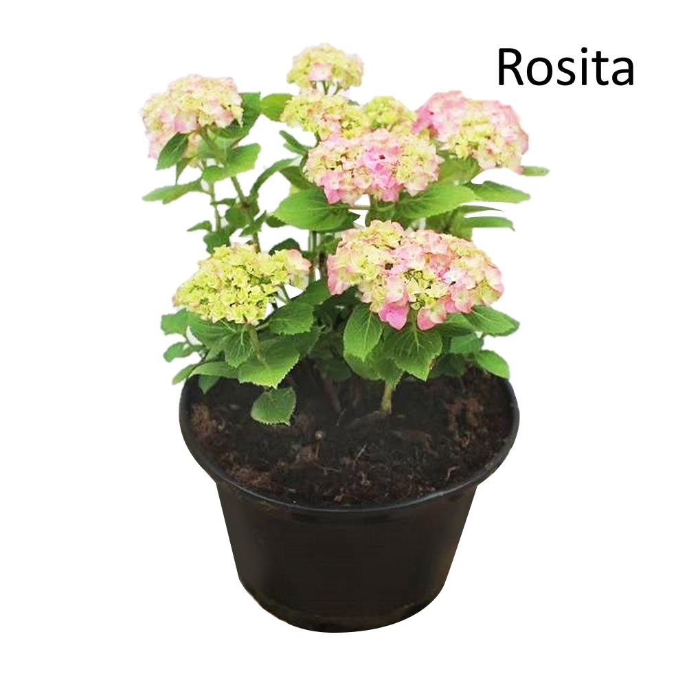 ต้นไฮเดรนเยีย โรสิตา ชัยโย