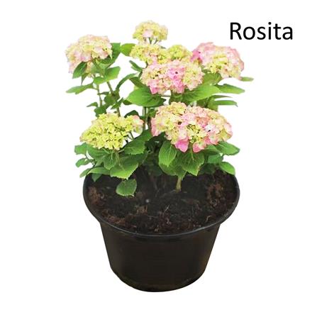 ต้นไฮเดรนเยีย โรสิตา ชัยโย_1