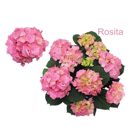 ต้นไฮเดรนเยีย โรสิตา ชัยโย_2